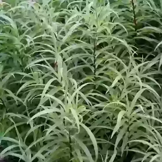 Hebe stenophylla parviflora angustifolia Narrow-leaved hebe